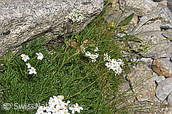 Moschus-Schafgarbe (Achillea erba-rotta ssp. moschata) (F279012)