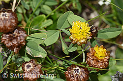 F279014: Braun-Klee (Trifolium badium)