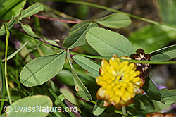 F279016: Braun-Klee (Trifolium badium)