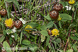 F279017: Braun-Klee (Trifolium badium)