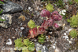 F279018: Berg-Hauswurz (Sempervivum montanum)