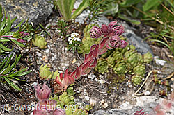 F279022: Berg-Hauswurz (Sempervivum montanum)