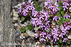 F279024: Vielhaariger Thymian (Thymus praecox ssp. polytrichus)