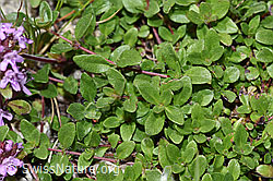 F279025: Vielhaariger Thymian (Thymus praecox ssp. polytrichus)