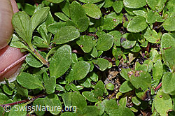 F279026: Vielhaariger Thymian (Thymus praecox ssp. polytrichus)