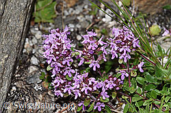 F279027: Vielhaariger Thymian (Thymus praecox ssp. polytrichus)
