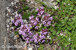 F279028: Vielhaariger Thymian (Thymus praecox ssp. polytrichus)