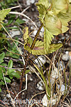 F279030: Schmalblättriger Klappertopf (Rhinanthus glacialis)