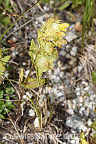 F279031: Schmalblättriger Klappertopf (Rhinanthus glacialis)