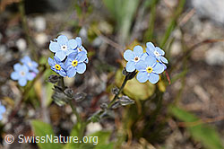 Alpen-Vergissmeinnicht (Myosotis alpestris) (F279034)