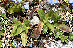 Alpen-Vergissmeinnicht (Myosotis alpestris) (F279035)