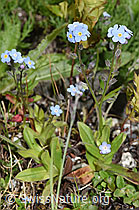 Alpen-Vergissmeinnicht (Myosotis alpestris) (F279037)