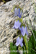 Campanula barbata (F279039)