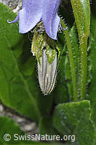 Campanula barbata (F279040)