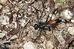 Podalonia alpina (Grabwespe) (F279043)