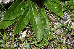 Campanula barbata (F279046)