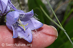 Campanula barbata (F279049)