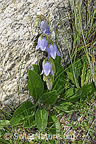 Campanula barbata (F279052)