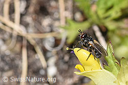 F279054: Thecophora atra (Dickkopffliege) auf Schmalblättrigem Klappertopf (Rhinanthus glacialis)