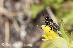 Thecophora atra (Dickkopffliege) auf Schmalblättrigem Klappertopf (Rhinanthus glacialis)