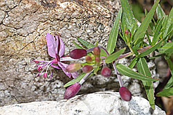 Fleischers Weidenröschen (Epilobium fleischeri) (F279078)