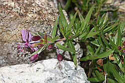 Fleischers Weidenröschen (Epilobium fleischeri) (F279079)
