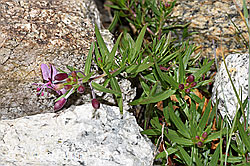 Fleischers Weidenröschen (Epilobium fleischeri) (F279080)