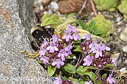 Heide-Erdhummel (Bombus cryptarum) an Gegenblättrigem Steinbrech (Saxifraga oppositifolia)