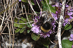 F279082: Heide-Erdhummel (Bombus cryptarum) auf Vielhaarigem Thymian (Thymus praecox ssp. polytrichus)