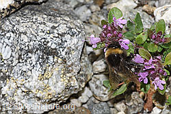 F279084: Heide-Erdhummel (Bombus cryptarum) auf Vielhaarigem Thymian (Thymus praecox ssp. polytrichus)