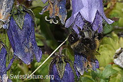 Distelhummel (Bombus soroeensis) an Bärtiger Glockenblume (Campanula barbata) (F279093)