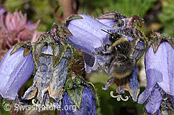 Distelhummel (Bombus soroeensis)<br/>Bärtige Glockenblume (Campanula barbata)