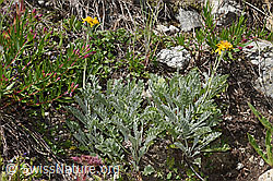 F279101: Graues Greiskraut (Senecio incanus)