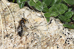 F279114: Alpen-Seidenbiene (Colletes impunctatus)