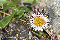 Einköpfiges Berufkraut (Erigeron uniflorus) (F280568)