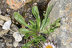 Einköpfiges Berufkraut (Erigeron uniflorus) (F280570)