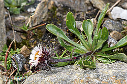 Einköpfiges Berufkraut (Erigeron uniflorus) (F280573)