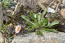 Einköpfiges Berufkraut (Erigeron uniflorus) (F280574)