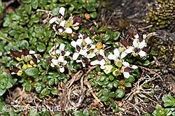 F280600: Kurzstängelige Gämskresse (Pritzelago alpina ssp. brevicaulis)