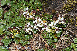 F280601: Kurzstängelige Gämskresse (Pritzelago alpina ssp. brevicaulis)