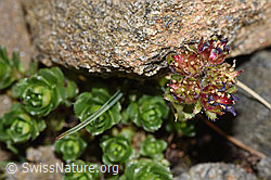 Zweiblütiger Steinbrech (Saxifraga biflora) (F280609)