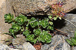 Zweiblütiger Steinbrech (Saxifraga biflora) (F280611)