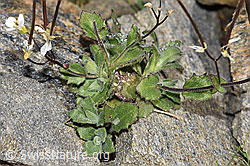 F280619: Alpen-Gänsekresse (Arabis alpina)