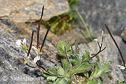 F280620: Alpen-Gänsekresse (Arabis alpina)