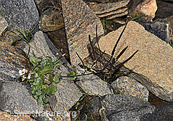 F280623: Alpen-Gänsekresse (Arabis alpina)