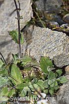 F280626: Alpen-Gänsekresse (Arabis alpina)