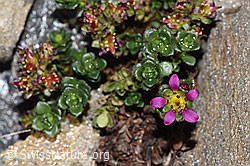 Zweiblütiger Steinbrech (Saxifraga biflora) (F280632)