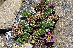 Zweiblütiger Steinbrech (Saxifraga biflora) (F280633)