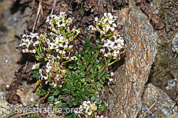 F280646: Kurzstängelige Gämskresse (Pritzelago alpina ssp. brevicaulis)