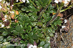 F280647: Kurzstängelige Gämskresse (Pritzelago alpina ssp. brevicaulis)